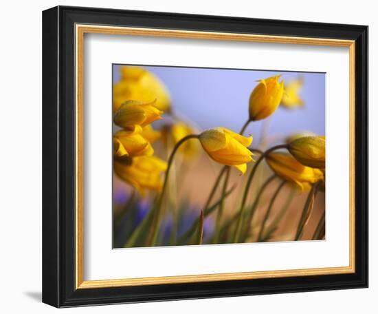 Close-up of daffodils-Craig Tuttle-Framed Photographic Print