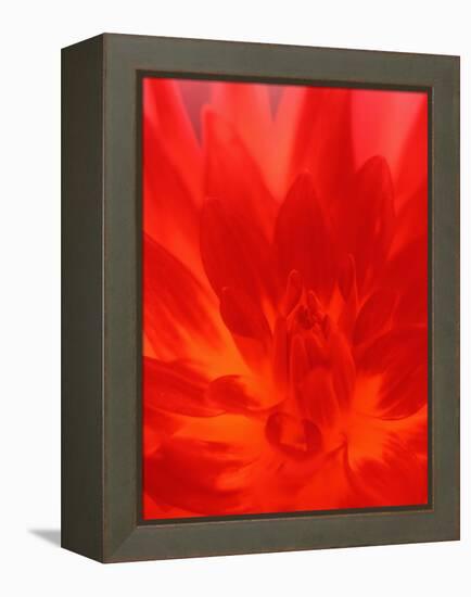 Close-up of Dahlia Flower-Janell Davidson-Framed Premier Image Canvas