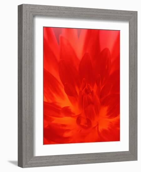 Close-up of Dahlia Flower-Janell Davidson-Framed Photographic Print