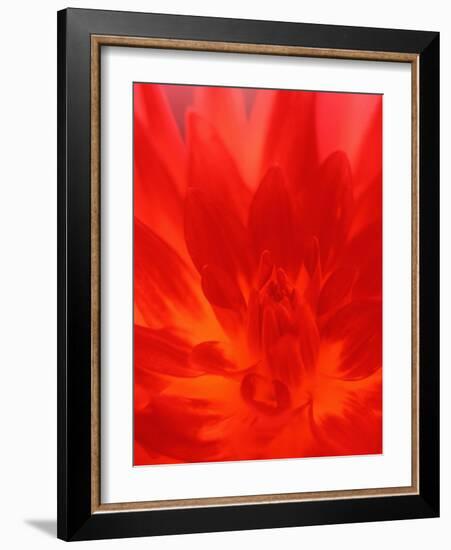 Close-up of Dahlia Flower-Janell Davidson-Framed Photographic Print