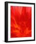 Close-up of Dahlia Flower-Janell Davidson-Framed Photographic Print