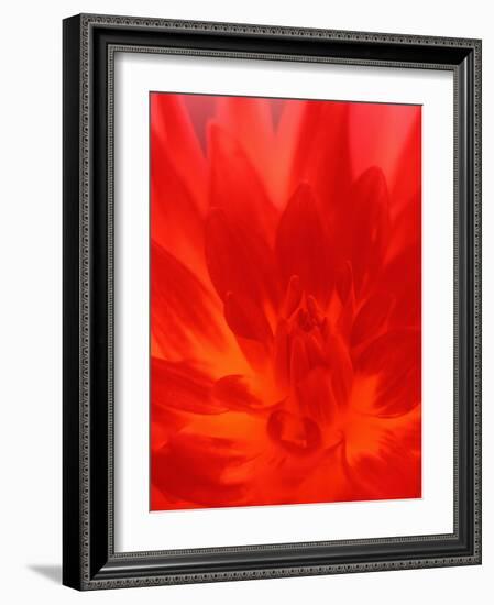 Close-up of Dahlia Flower-Janell Davidson-Framed Photographic Print