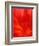 Close-up of Dahlia Flower-Janell Davidson-Framed Photographic Print