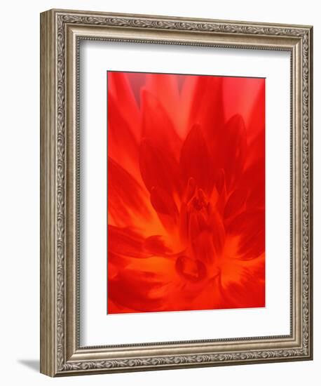 Close-up of Dahlia Flower-Janell Davidson-Framed Photographic Print