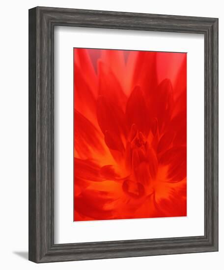 Close-up of Dahlia Flower-Janell Davidson-Framed Photographic Print