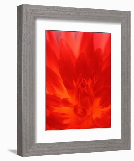 Close-up of Dahlia Flower-Janell Davidson-Framed Photographic Print