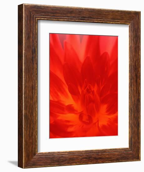 Close-up of Dahlia Flower-Janell Davidson-Framed Photographic Print