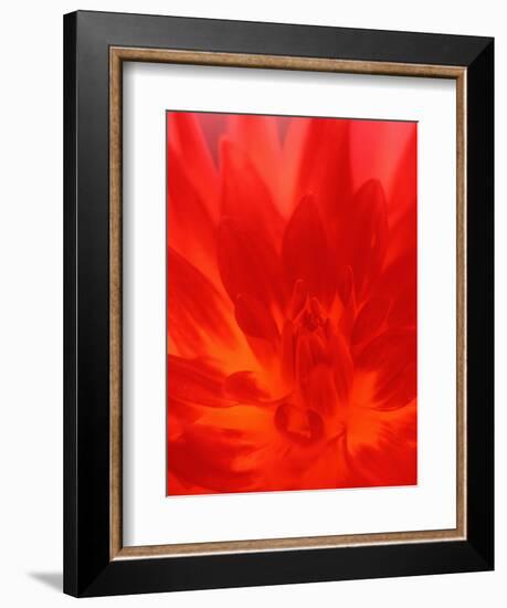 Close-up of Dahlia Flower-Janell Davidson-Framed Photographic Print