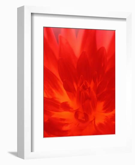 Close-up of Dahlia Flower-Janell Davidson-Framed Photographic Print