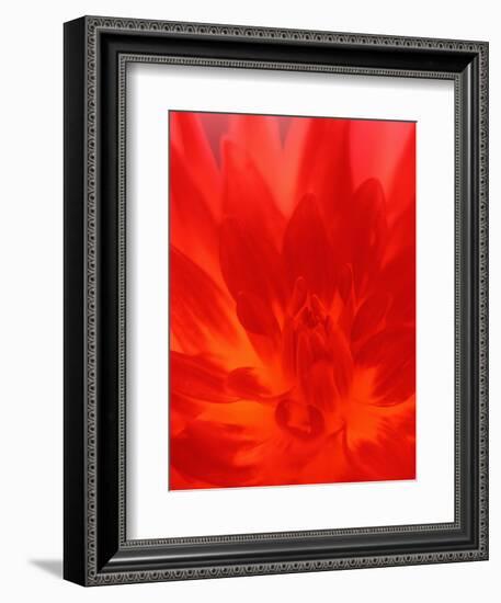 Close-up of Dahlia Flower-Janell Davidson-Framed Photographic Print