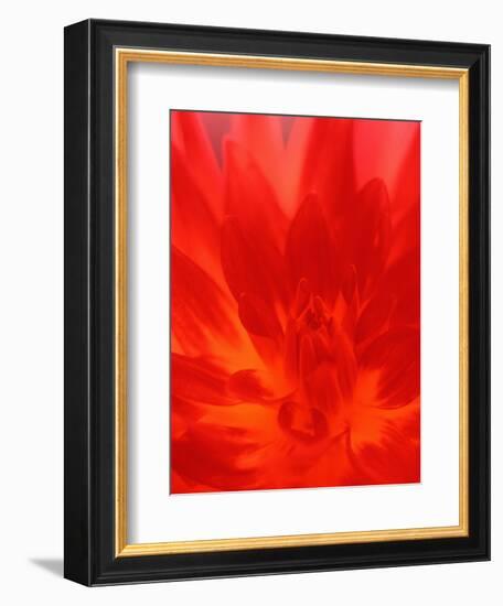 Close-up of Dahlia Flower-Janell Davidson-Framed Photographic Print