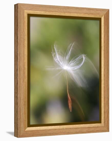 Close-up of Dandelion Seed Blowing in the Wind, San Diego, California, USA-Christopher Talbot Frank-Framed Premier Image Canvas