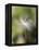 Close-up of Dandelion Seed Blowing in the Wind, San Diego, California, USA-Christopher Talbot Frank-Framed Premier Image Canvas