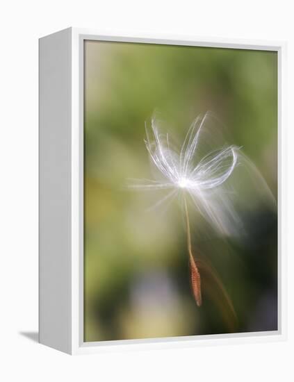 Close-up of Dandelion Seed Blowing in the Wind, San Diego, California, USA-Christopher Talbot Frank-Framed Premier Image Canvas