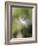 Close-up of Dandelion Seed Blowing in the Wind, San Diego, California, USA-Christopher Talbot Frank-Framed Photographic Print