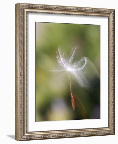 Close-up of Dandelion Seed Blowing in the Wind, San Diego, California, USA-Christopher Talbot Frank-Framed Photographic Print