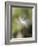 Close-up of Dandelion Seed Blowing in the Wind, San Diego, California, USA-Christopher Talbot Frank-Framed Photographic Print