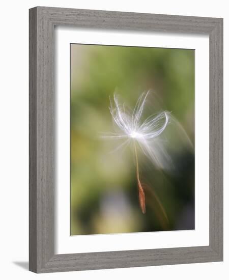 Close-up of Dandelion Seed Blowing in the Wind, San Diego, California, USA-Christopher Talbot Frank-Framed Photographic Print