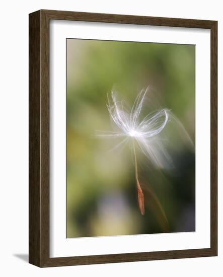 Close-up of Dandelion Seed Blowing in the Wind, San Diego, California, USA-Christopher Talbot Frank-Framed Photographic Print