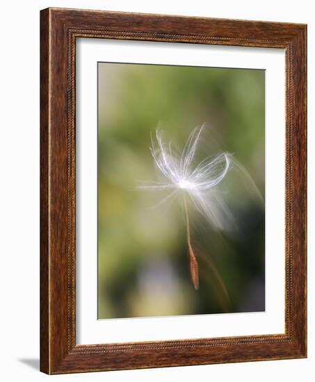 Close-up of Dandelion Seed Blowing in the Wind, San Diego, California, USA-Christopher Talbot Frank-Framed Photographic Print