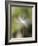 Close-up of Dandelion Seed Blowing in the Wind, San Diego, California, USA-Christopher Talbot Frank-Framed Photographic Print