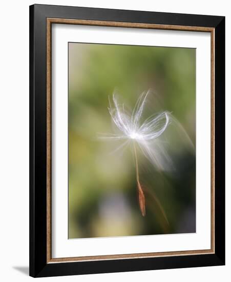 Close-up of Dandelion Seed Blowing in the Wind, San Diego, California, USA-Christopher Talbot Frank-Framed Photographic Print