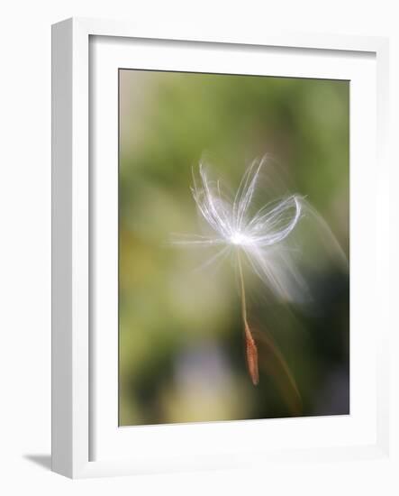 Close-up of Dandelion Seed Blowing in the Wind, San Diego, California, USA-Christopher Talbot Frank-Framed Photographic Print