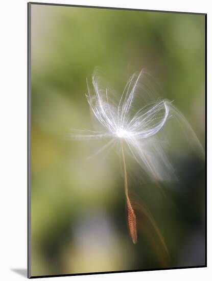 Close-up of Dandelion Seed Blowing in the Wind, San Diego, California, USA-Christopher Talbot Frank-Mounted Photographic Print