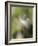 Close-up of Dandelion Seed Blowing in the Wind, San Diego, California, USA-Christopher Talbot Frank-Framed Photographic Print