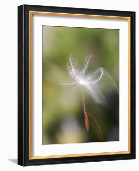 Close-up of Dandelion Seed Blowing in the Wind, San Diego, California, USA-Christopher Talbot Frank-Framed Photographic Print