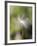 Close-up of Dandelion Seed Blowing in the Wind, San Diego, California, USA-Christopher Talbot Frank-Framed Photographic Print