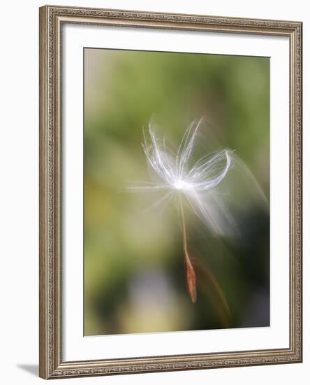 Close-up of Dandelion Seed Blowing in the Wind, San Diego, California, USA-Christopher Talbot Frank-Framed Photographic Print