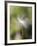 Close-up of Dandelion Seed Blowing in the Wind, San Diego, California, USA-Christopher Talbot Frank-Framed Photographic Print