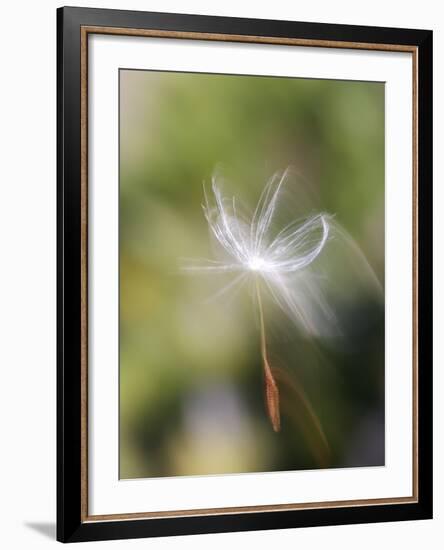 Close-up of Dandelion Seed Blowing in the Wind, San Diego, California, USA-Christopher Talbot Frank-Framed Photographic Print