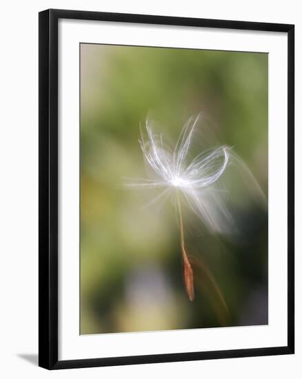 Close-up of Dandelion Seed Blowing in the Wind, San Diego, California, USA-Christopher Talbot Frank-Framed Photographic Print