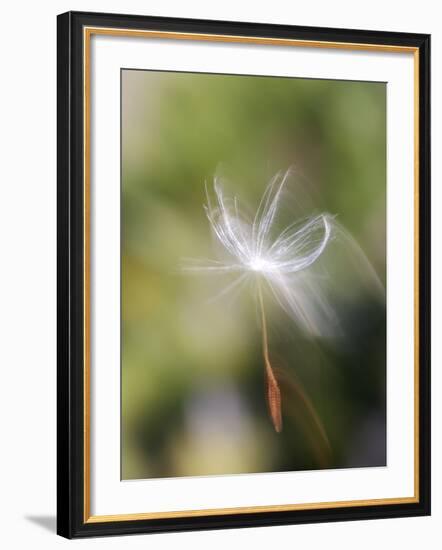 Close-up of Dandelion Seed Blowing in the Wind, San Diego, California, USA-Christopher Talbot Frank-Framed Photographic Print