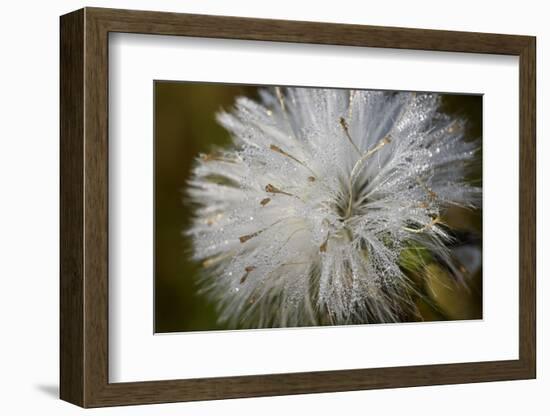 Close-up of dandelion seed with dew drops, Glenview, Illinois, USA-Panoramic Images-Framed Premium Photographic Print