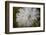 Close-up of dandelion seed with dew drops, Glenview, Illinois, USA-Panoramic Images-Framed Premium Photographic Print