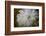Close-up of dandelion seed with dew drops, Glenview, Illinois, USA-Panoramic Images-Framed Premium Photographic Print