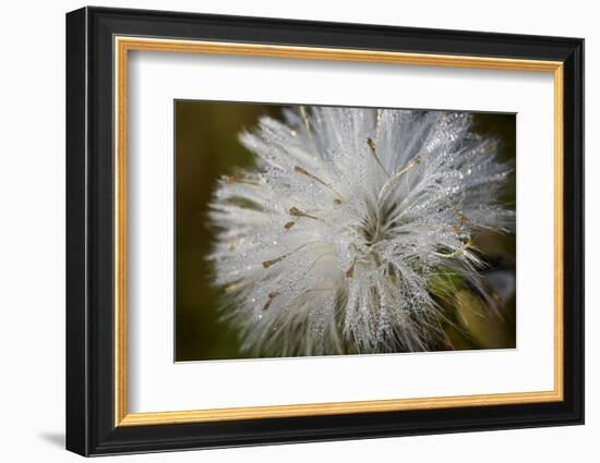 Close-up of dandelion seed with dew drops, Glenview, Illinois, USA-Panoramic Images-Framed Premium Photographic Print