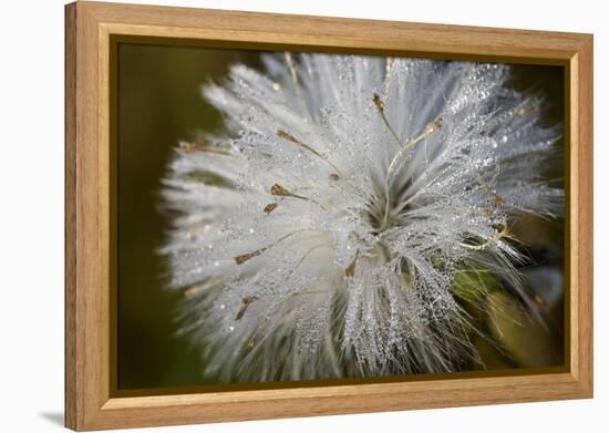 Close-up of dandelion seed with dew drops, Glenview, Illinois, USA-Panoramic Images-Framed Premier Image Canvas