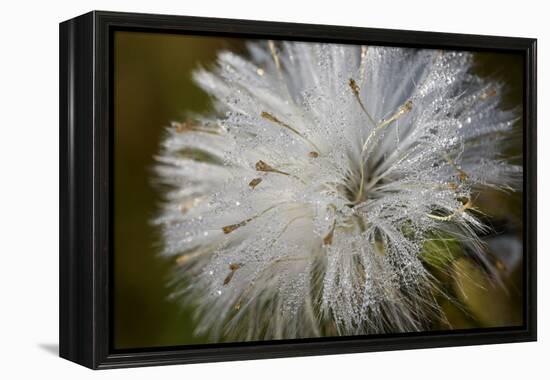 Close-up of dandelion seed with dew drops, Glenview, Illinois, USA-Panoramic Images-Framed Premier Image Canvas