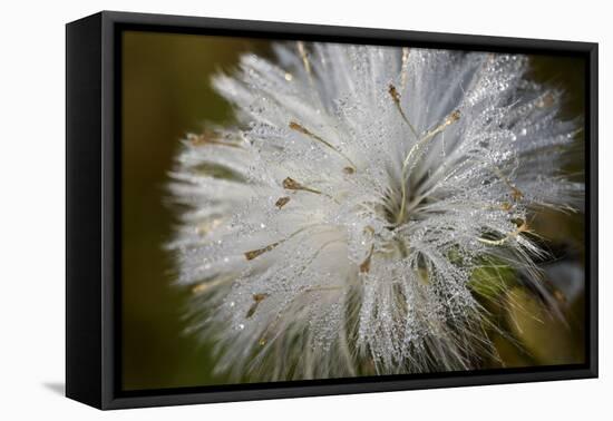 Close-up of dandelion seed with dew drops, Glenview, Illinois, USA-Panoramic Images-Framed Premier Image Canvas