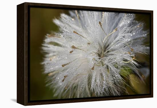 Close-up of dandelion seed with dew drops, Glenview, Illinois, USA-Panoramic Images-Framed Premier Image Canvas