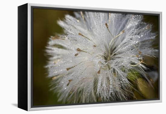 Close-up of dandelion seed with dew drops, Glenview, Illinois, USA-Panoramic Images-Framed Premier Image Canvas