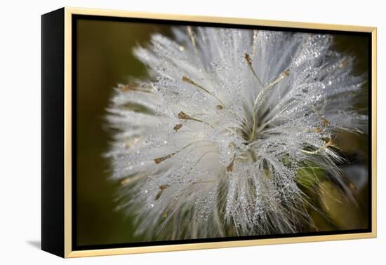 Close-up of dandelion seed with dew drops, Glenview, Illinois, USA-Panoramic Images-Framed Premier Image Canvas