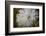 Close-up of dandelion seed with dew drops, Glenview, Illinois, USA-Panoramic Images-Framed Photographic Print