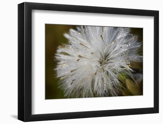 Close-up of dandelion seed with dew drops, Glenview, Illinois, USA-Panoramic Images-Framed Photographic Print
