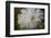 Close-up of dandelion seed with dew drops, Glenview, Illinois, USA-Panoramic Images-Framed Photographic Print