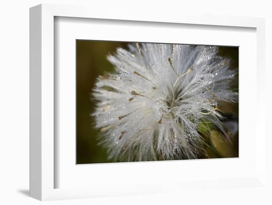 Close-up of dandelion seed with dew drops, Glenview, Illinois, USA-Panoramic Images-Framed Photographic Print
